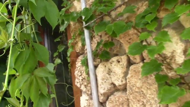 РАСТЕНИЯ И НАСЕКОМЫЕ В МОЁМ САДУ. ВИНОГРАД ТРИОСТРЁННЫЙ. смотреть онлайн