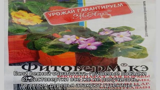 Листовертка на груше — как бороться смотреть онлайн