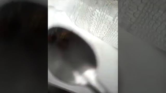 Кормлю осу зимой конфетой. смотреть онлайн