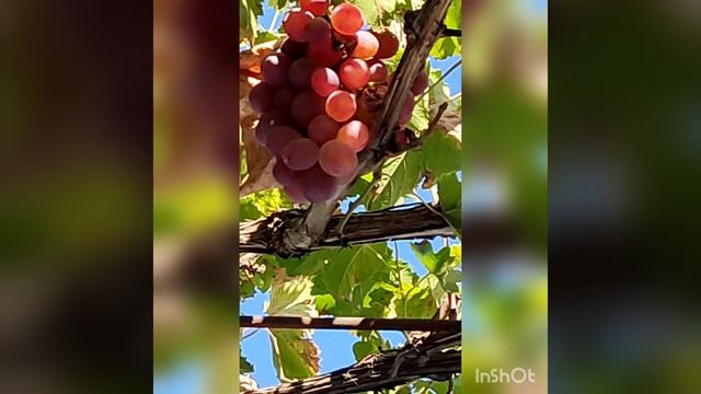 ВИНОГРАД ТАЙФИ РОЗОВЫЙ смотреть онлайн