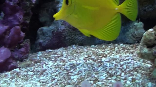 Benny The Lawnmower Blenny смотреть онлайн