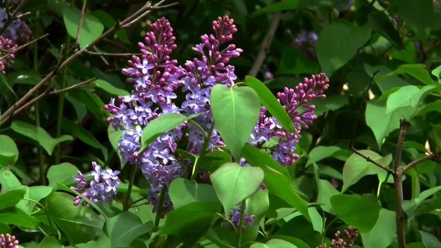 Сирень. Легенда! смотреть онлайн