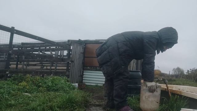 Жизнь в деревне.Козёл позирует.Таскаю воду,комбикорм.Очень хорошее сено