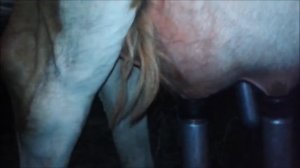 Доим корову  доильным  аппаратом  Часть 2  Мастер класс от  Казачки