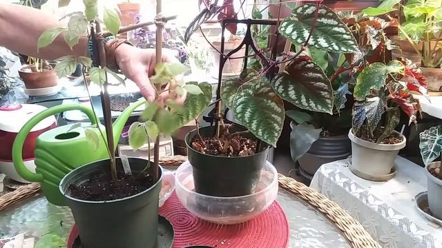 Cissus Adenopoda Repot & Cissus Discolor,.......My Care