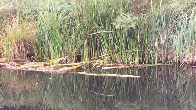 Чем занимается ондатра в лесной реке? What does the muskrat do in the forest river? смотреть онлайн