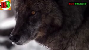 BO'RİLAR HAQİDA SİZ BİLMAGAN MALUMOTLAR / BO'RİLAR VA İTLAR JANGİ / KATTA BO'RİLAR / Buni Bilasizmi