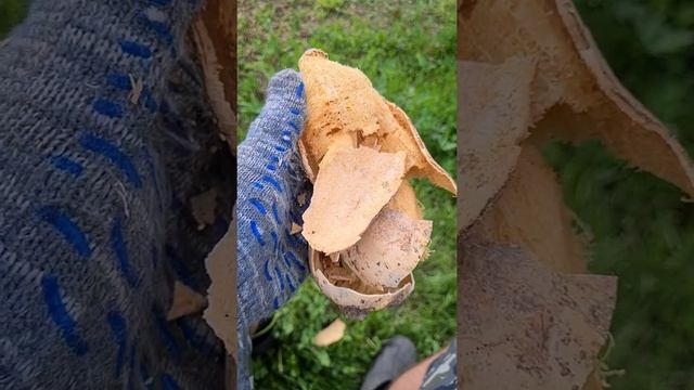 Сухой кабачок цукини хлоп. Dry zucchini destruction. Slowmo смотреть онлайн