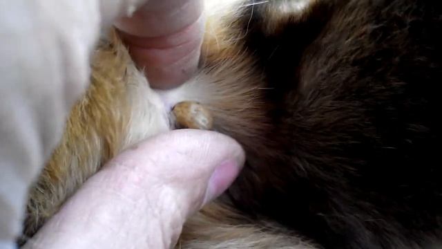 Осторожно – клещи!... Кто они и как уберечься. СПАСЕМ ВСЕХ. смотреть онлайн