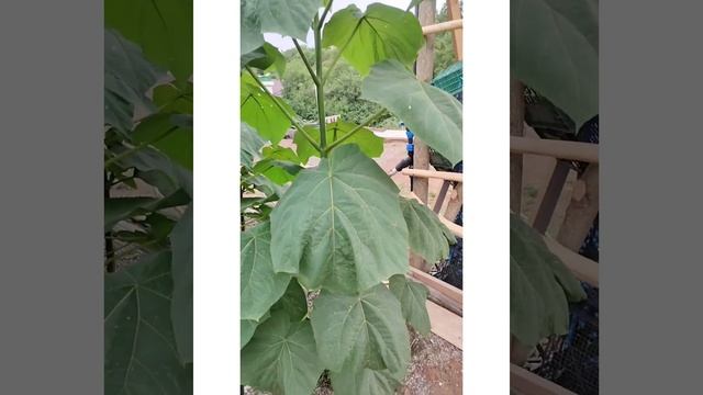 Павловния Войлочная, выросшая из корневого черенка смотреть онлайн