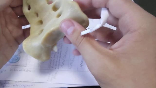 Крестцово-копчиковый сустав: строение и характеристика. Связки и особенности сустава. смотреть онлайн