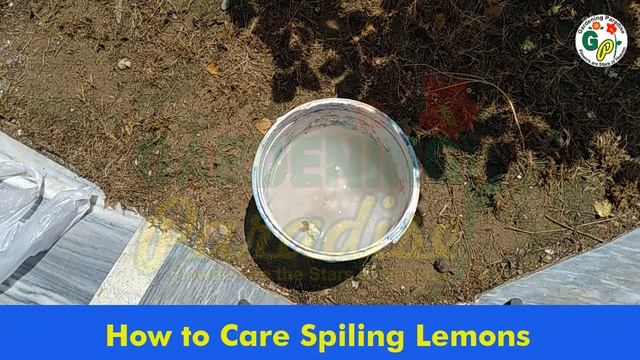 How to Fix Lemon Fruit Split | Lemon Fruit Split Treatment | What Causes Citrus Fruit to Split смотреть онлайн