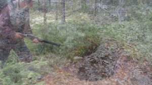 Медведя в БЕРЛОГЕ удалось снять с дрона. Виды берлог.