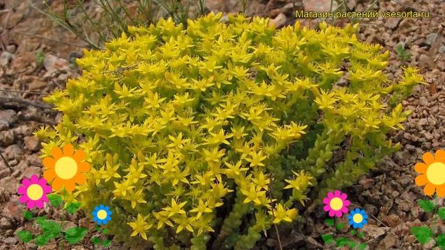 Очиток едкий Ауреа Очиток едкий Aurea. Краткий обзор описание характеристик где купить саженцы