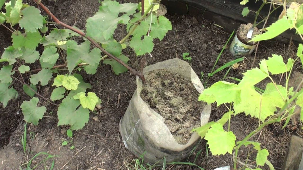 Северный виноградник на 09.09.2015 смотреть онлайн