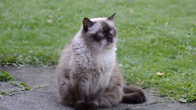 Кошки и Котята - Детки залипают при просмотре !!! смотреть онлайн