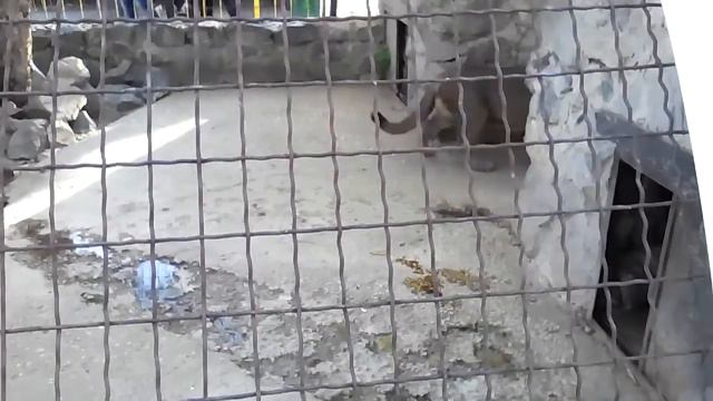 Пума ночной охотник смотреть онлайн
