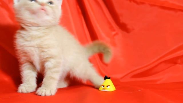 Продаются замечательные шотландские котята смотреть онлайн