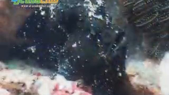 Padang Bai, Bali dive site смотреть онлайн