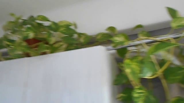 Обзор Вытяжки Lex MINI 600 INOX смотреть онлайн