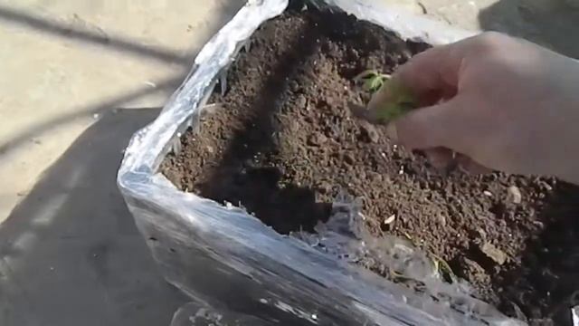 выращивание малины в перлите || выращивание рассады в перлите смотреть онлайн