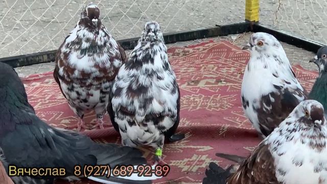 Ярмарка голубей в Тольятти 2023 осень ? смотреть онлайн