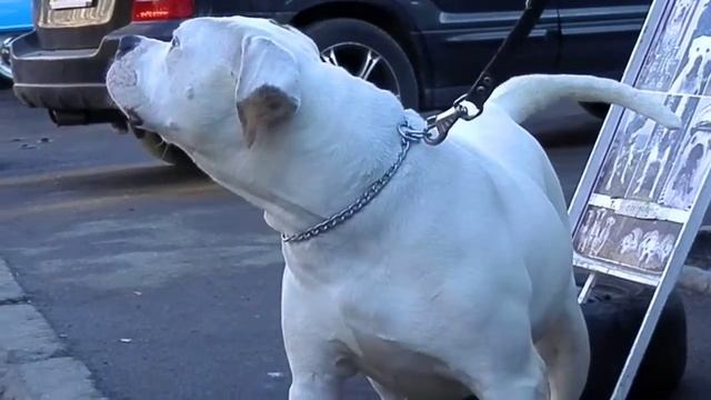 Суровый американский бульдог 10 мес.American Bulldog. Староконный рынок. Odessa. смотреть онлайн