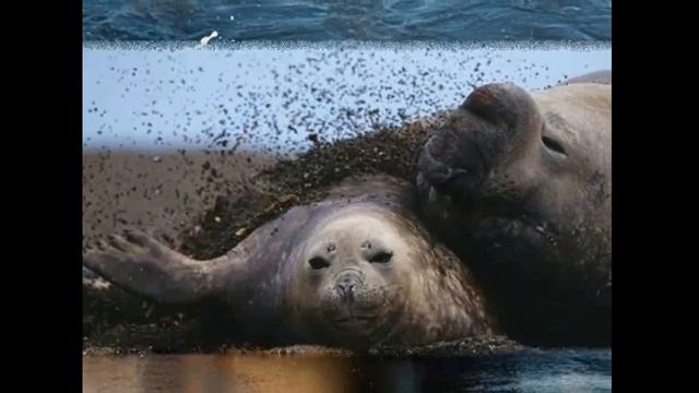 Морской слон — Sea elephant смотреть онлайн