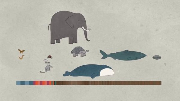 Edu: Продолжительность жизни животных