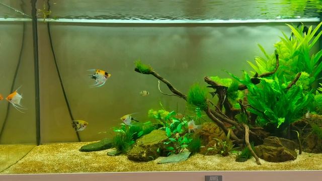 PLANTED CICHLID AQUASCAPE - Juwel Rio 180 - Angelfish Setup смотреть онлайн