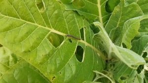 Герцоговина Флор 10.2021. Продолжаем сбор урожая, первая ферментация