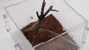 КАК Я ЗАВЕЛ И ПЕРЕСЕЛИЛ ПАУКОВ-СКАКУНОВ!