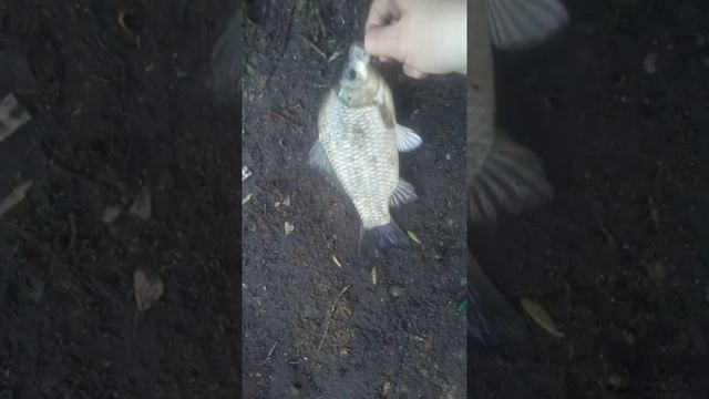 карась на Бутаковском заливе смотреть онлайн