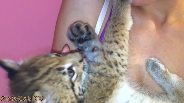 Рысь Ханна уже сама тянется обниматься и целоваться смотреть онлайн