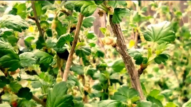 Природа! Пение соловья, шум ветра, жужжание и работа шмеля. #видео #природа #2021 смотреть онлайн