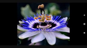 АМРИДИНИ КАБИРИ