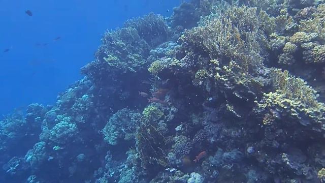 House Reef Hotel Malikia Resort Abu Dabbab смотреть онлайн