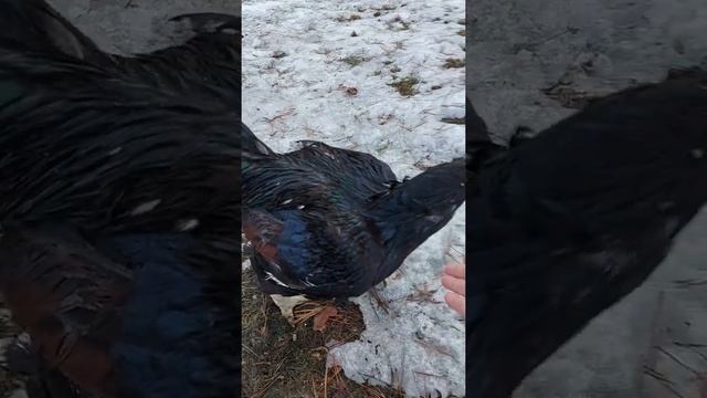 Петух корниш/ индийская бойцовая 4 года смотреть онлайн