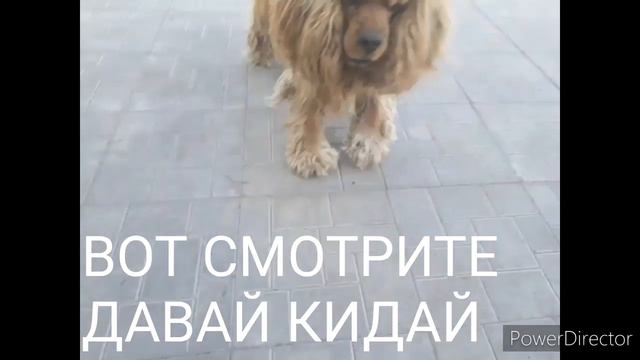 ПРИКОЛЬНЫЙ ПЁС ТАСКАЕТ КАМЕНЬ #ПрикольныйГром #приколысщенками2020 #сидим_дома, #смешныещенки2020 смотреть онлайн