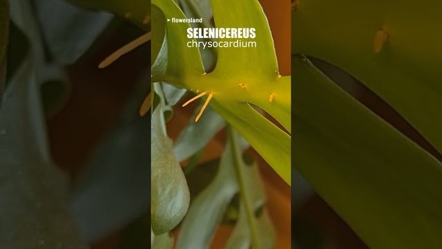 Селеницереус хризокардиум (Selenicereus Chrysocardium)