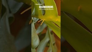 Селеницереус хризокардиум (Selenicereus chrysocardium)