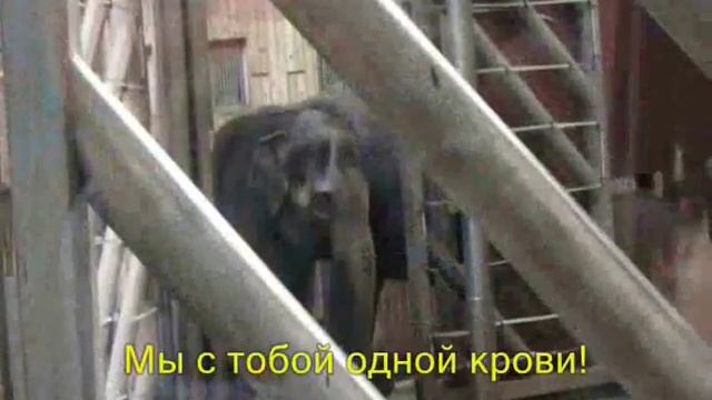 Где живут слоны? (новый школьный проект) смотреть онлайн