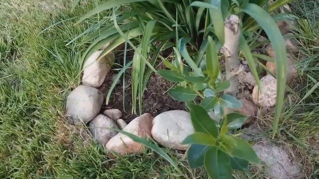 Дача. 05.06.2021. Земля родит, даже палки прорастают ))). смотреть онлайн