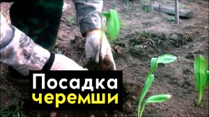 Посадка черемши в огороде - выращиваем черемшу в саду