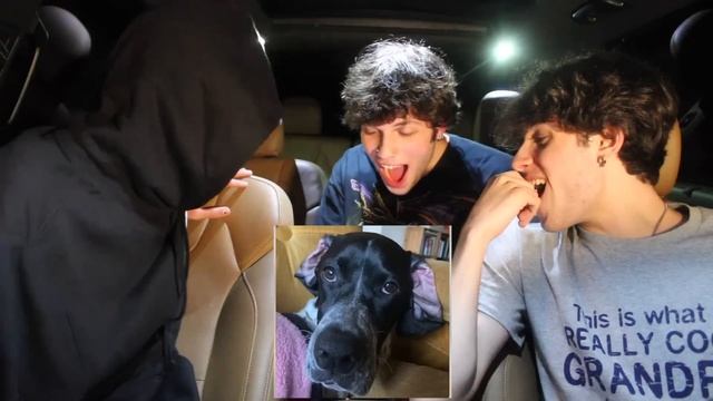 WE RATE YOUR PETS (very scary or cute) смотреть онлайн