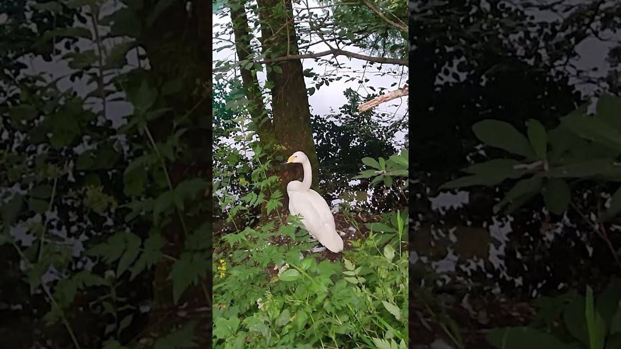 Delightful and Almost tame #Swan смотреть онлайн