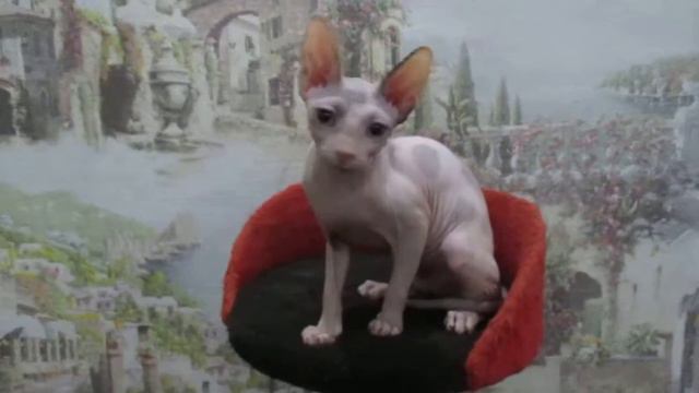 Lolita смотреть онлайн