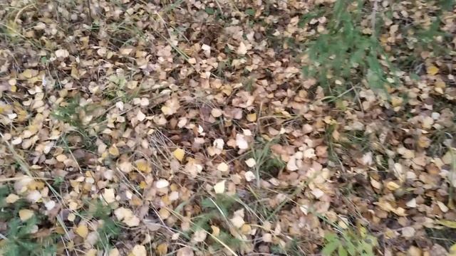 Грибы! Грибы! Не могу закрыть грибной сезон! смотреть онлайн