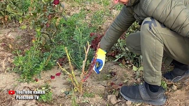 Розы осенью.Правильная обрезка и укрытие роз на зиму. Никогда не вымерзнут смотреть онлайн