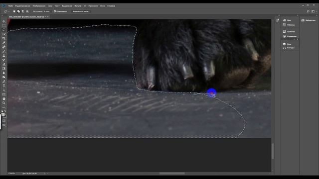 Ретушь студийного портрета собаки и чистка фона. Пояснения в описании. смотреть онлайн